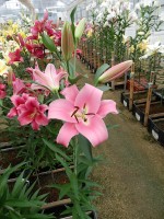 [4162 Jantine Mak No01.JPG]